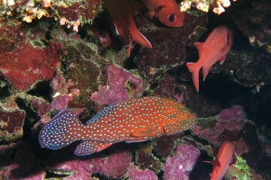 Cephalopholis miniata, Myripristis murdjan