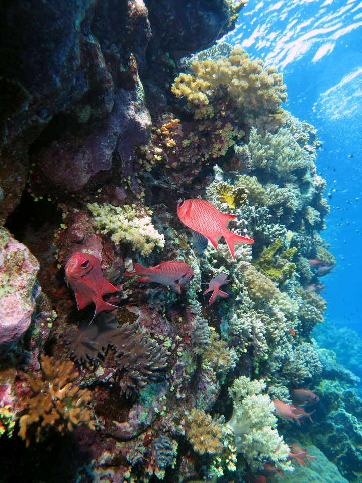 Myripristis murdjan