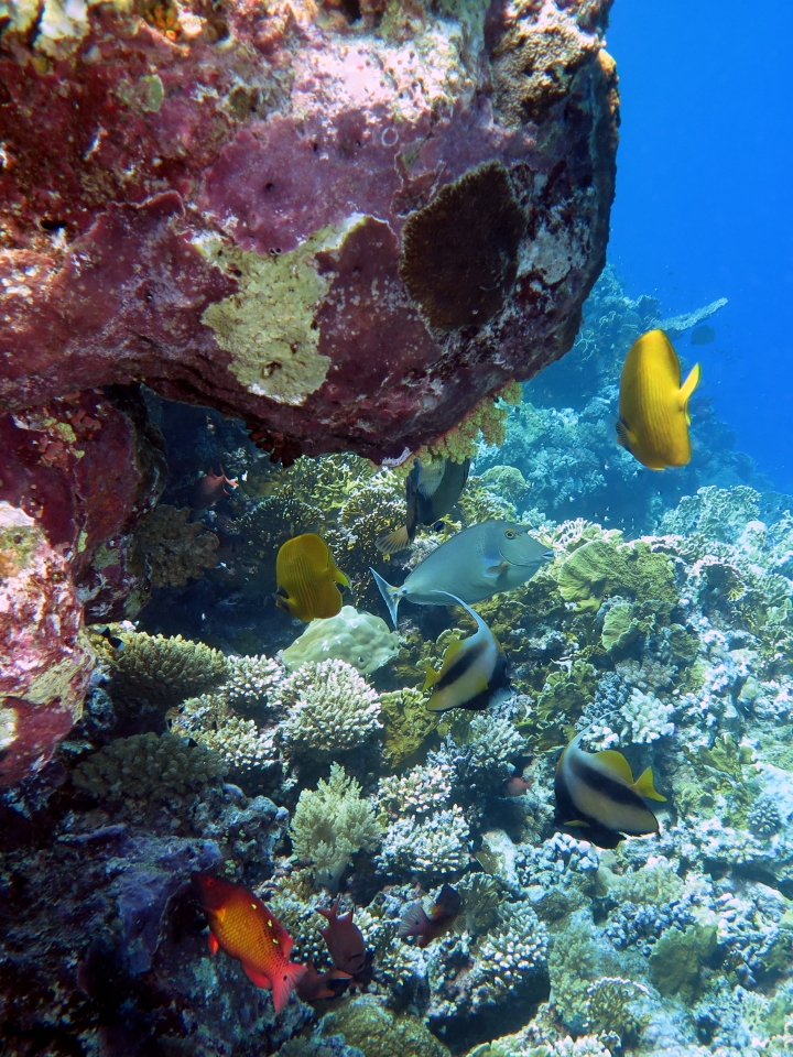Naso unicornis, Heniochus intermedius, Chaetodon semilarvatus, Bodianus diana