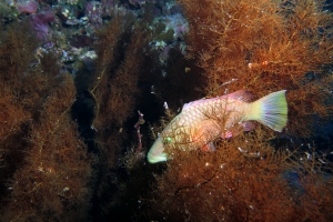 Oxycheilinus digramma, Antipathes sp