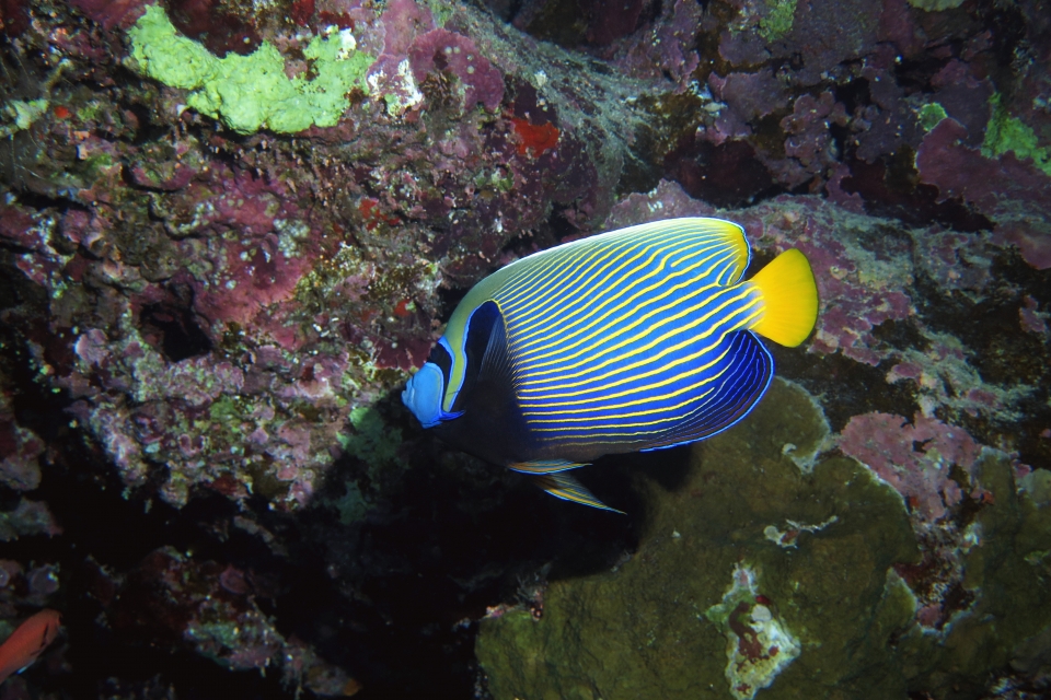 Pomacanthus imperator