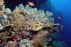 Millepora dichotoma, Litophyton arboreum