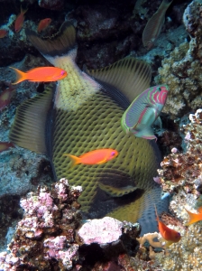 Balistoides viridescens, Pseudanthias squamipinni, Thalassoma rueppellii