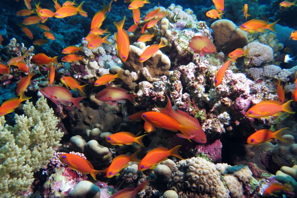 Pseudanthias squamipinnis