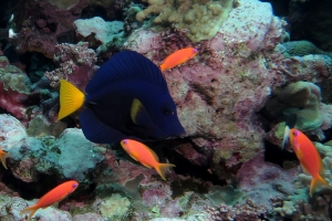 Zebrasoma xanthurum, Pseudanthias squamipinnis