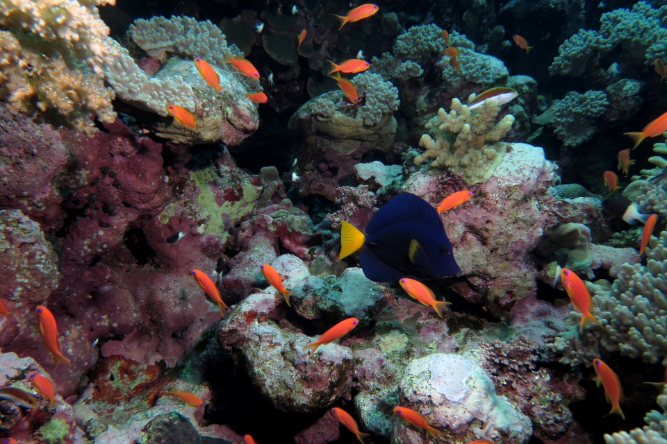 Zebrasoma xanthurum, Pseudanthias squamipinnis