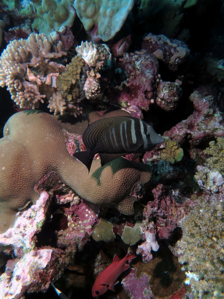 Zebrasoma desjardinii