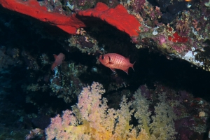 Myripristis murdjan, Alcyonaires sp.