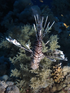 Pterois miles