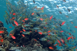 Lutjanus ehrenbergii, Mulloidichthys vanicolensis, Pseudanthias squamipinnis