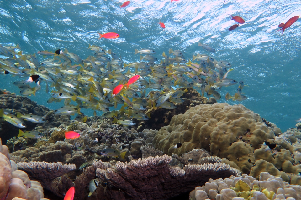 Lutjanus ehrenbergii, Mulloidichthys vanicolensis, Pseudanthias squamipinnis