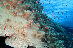 Hydnophora exesa, Pseudanthias squamipinnis