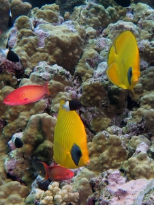 Chaetodon semilarvatus, Pseudanthias squamipinnis