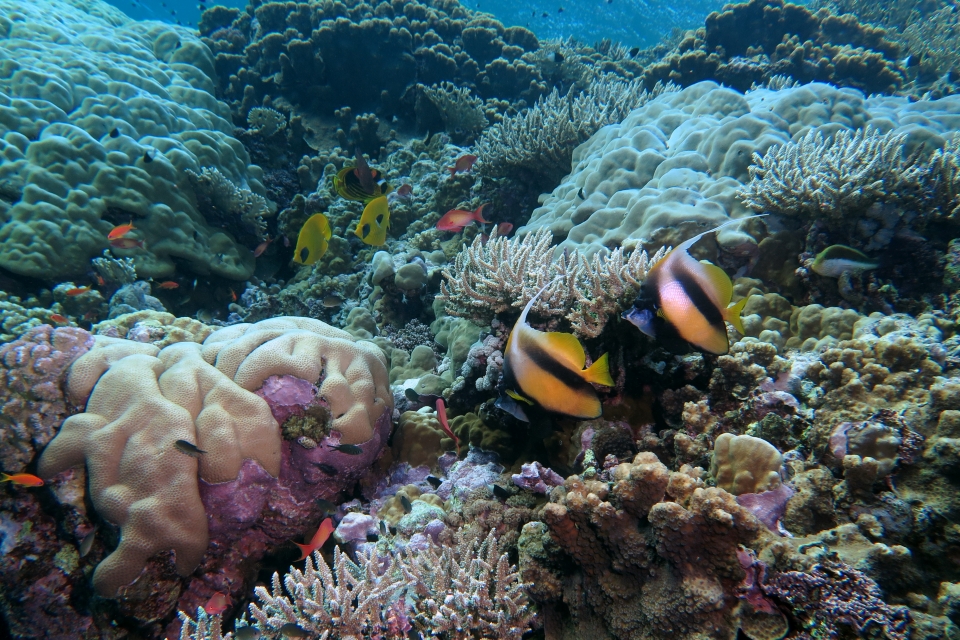 Heniochus intermedius