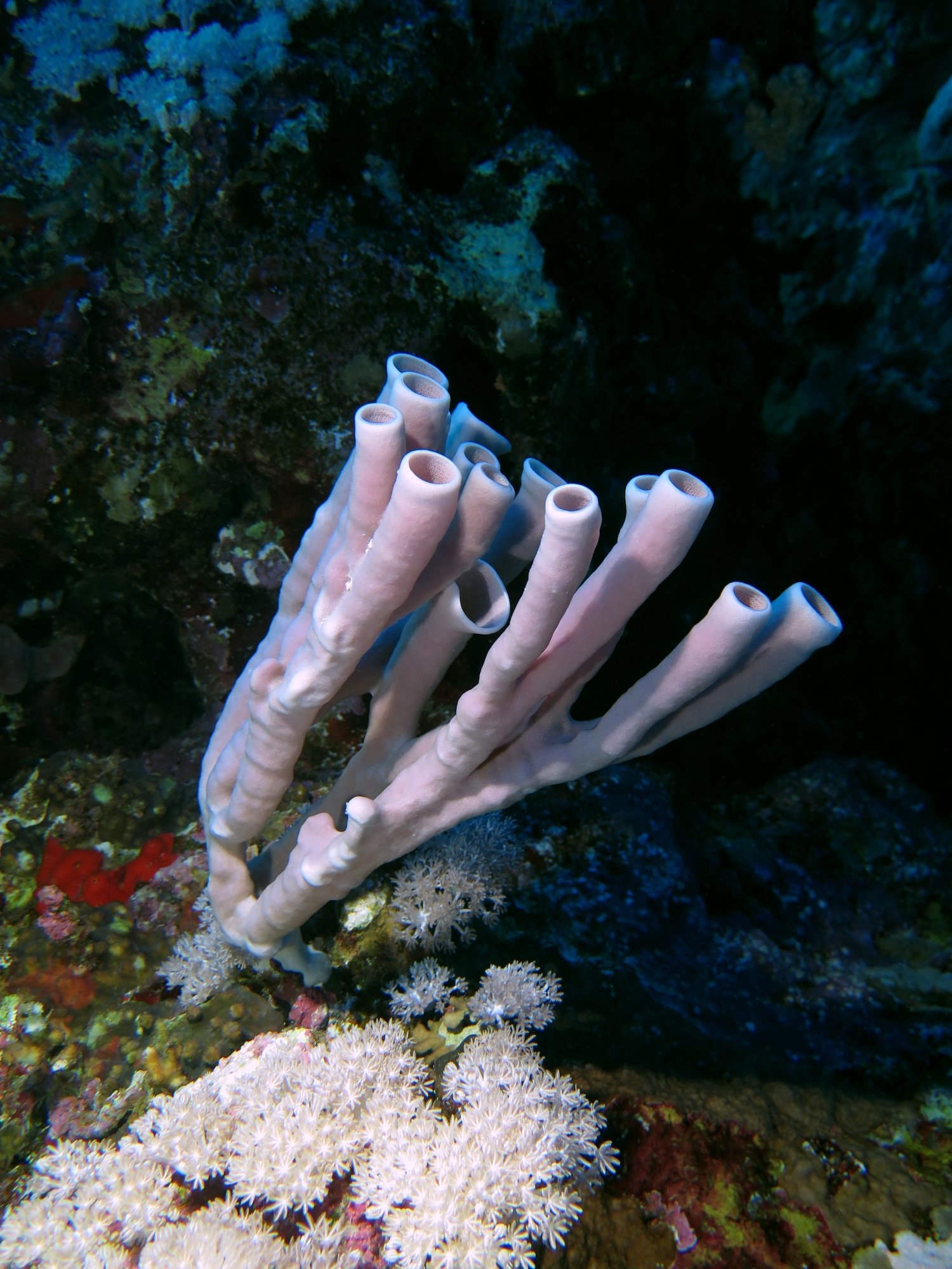 Callyspongia siphonella