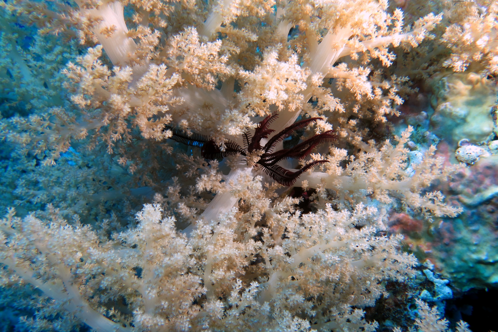 Litophyton arboreum, Oligometra serripinna