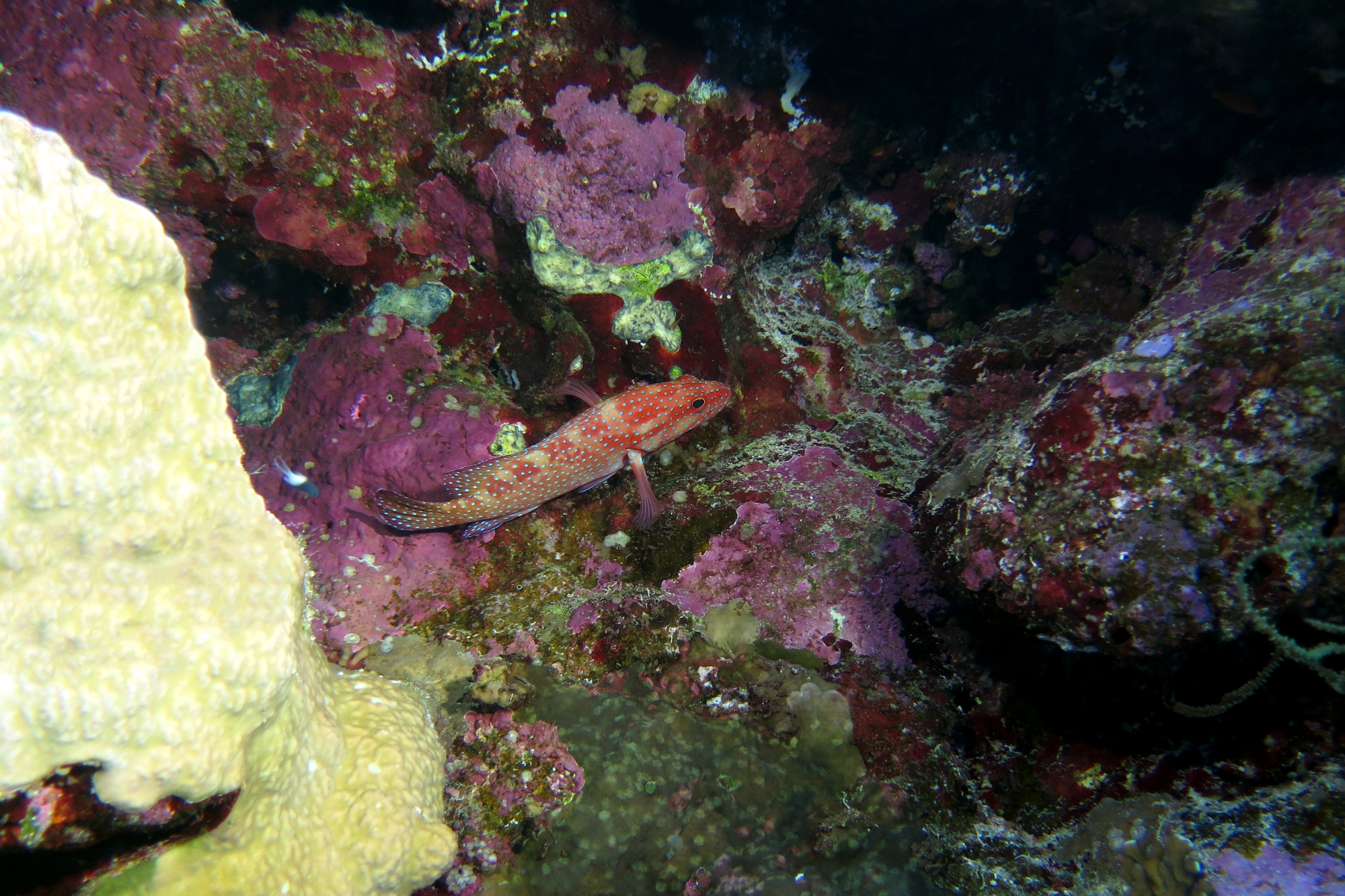 Cephalopholis miniata