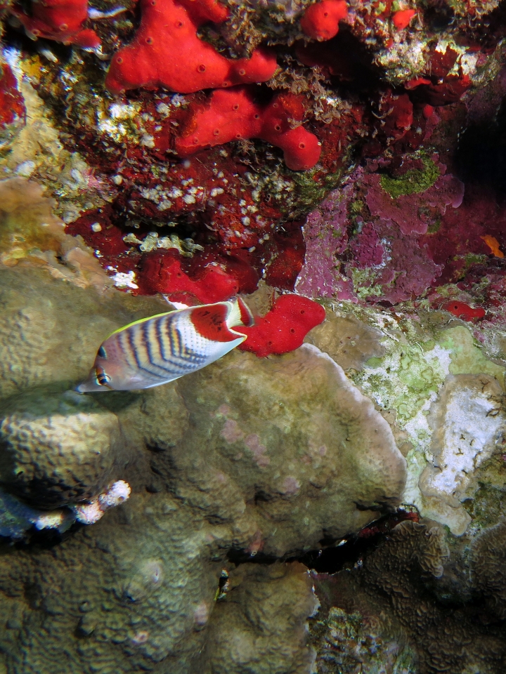 Chaetodon paucifasciatus