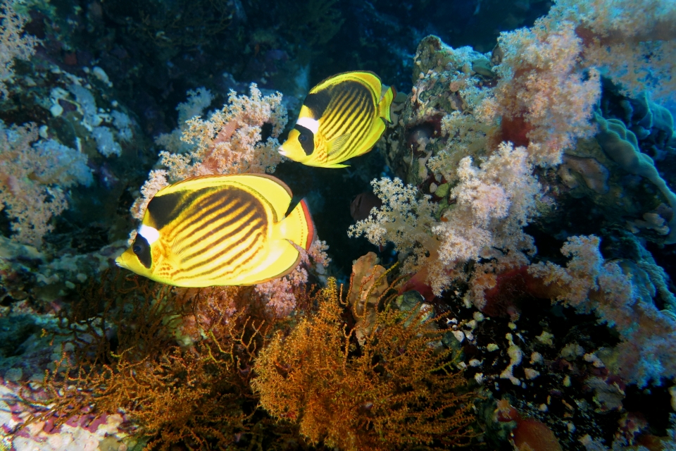 Chaetodon fasciatus