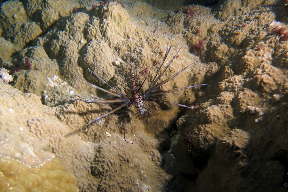 Pterois miles