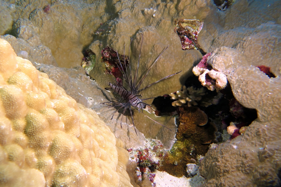 Pterois miles