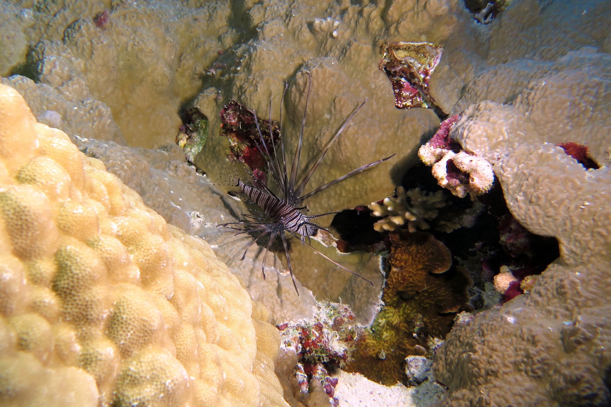 Pterois miles
