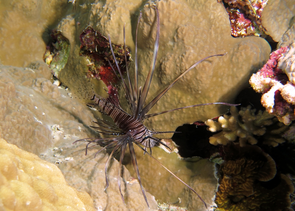 Pterois miles