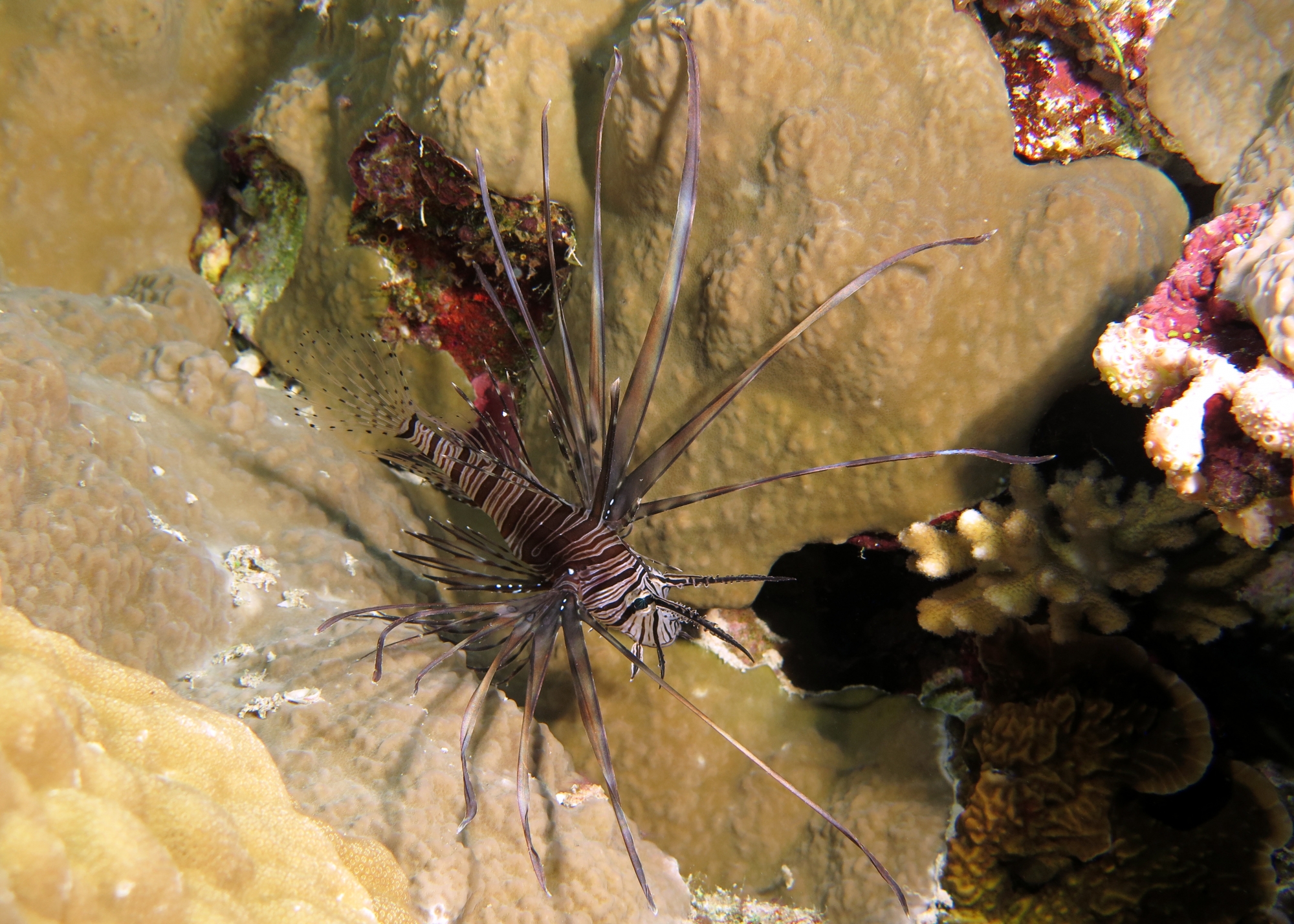 Pterois miles