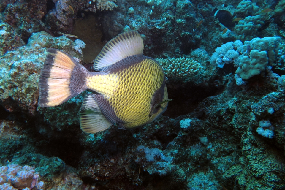 Balistoides viridescens