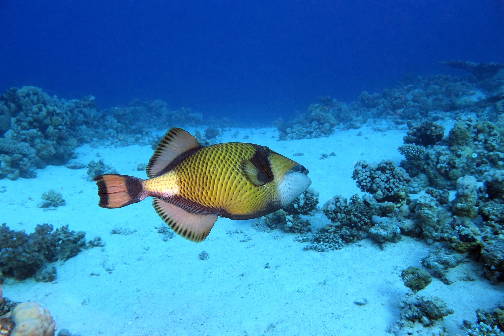 Balistoides viridescens