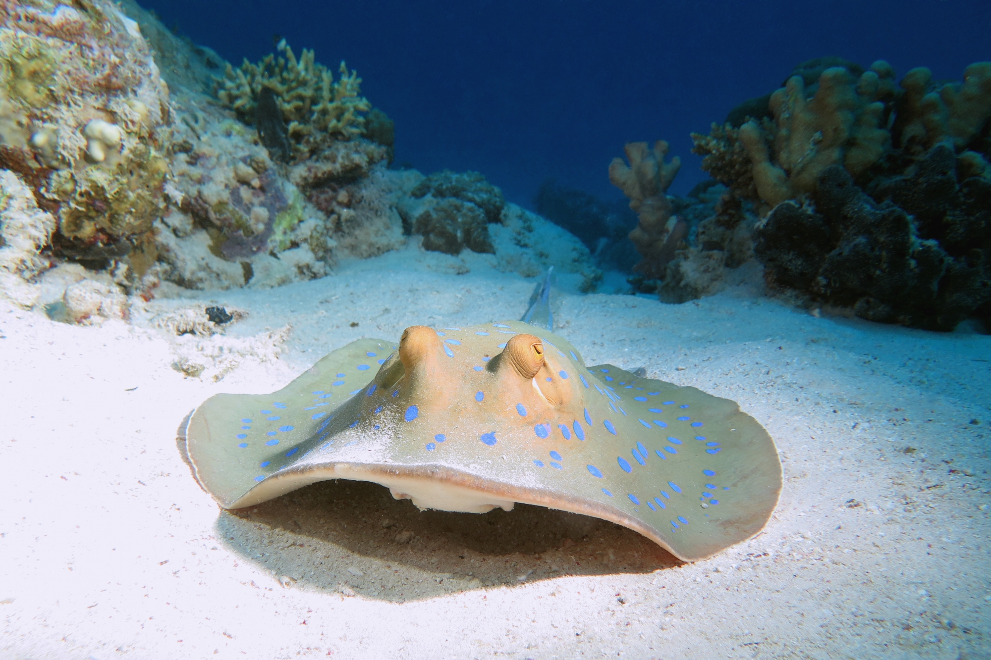 Taeniura lymma