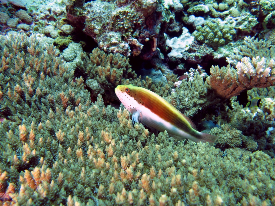 Paracirrhites forsteri