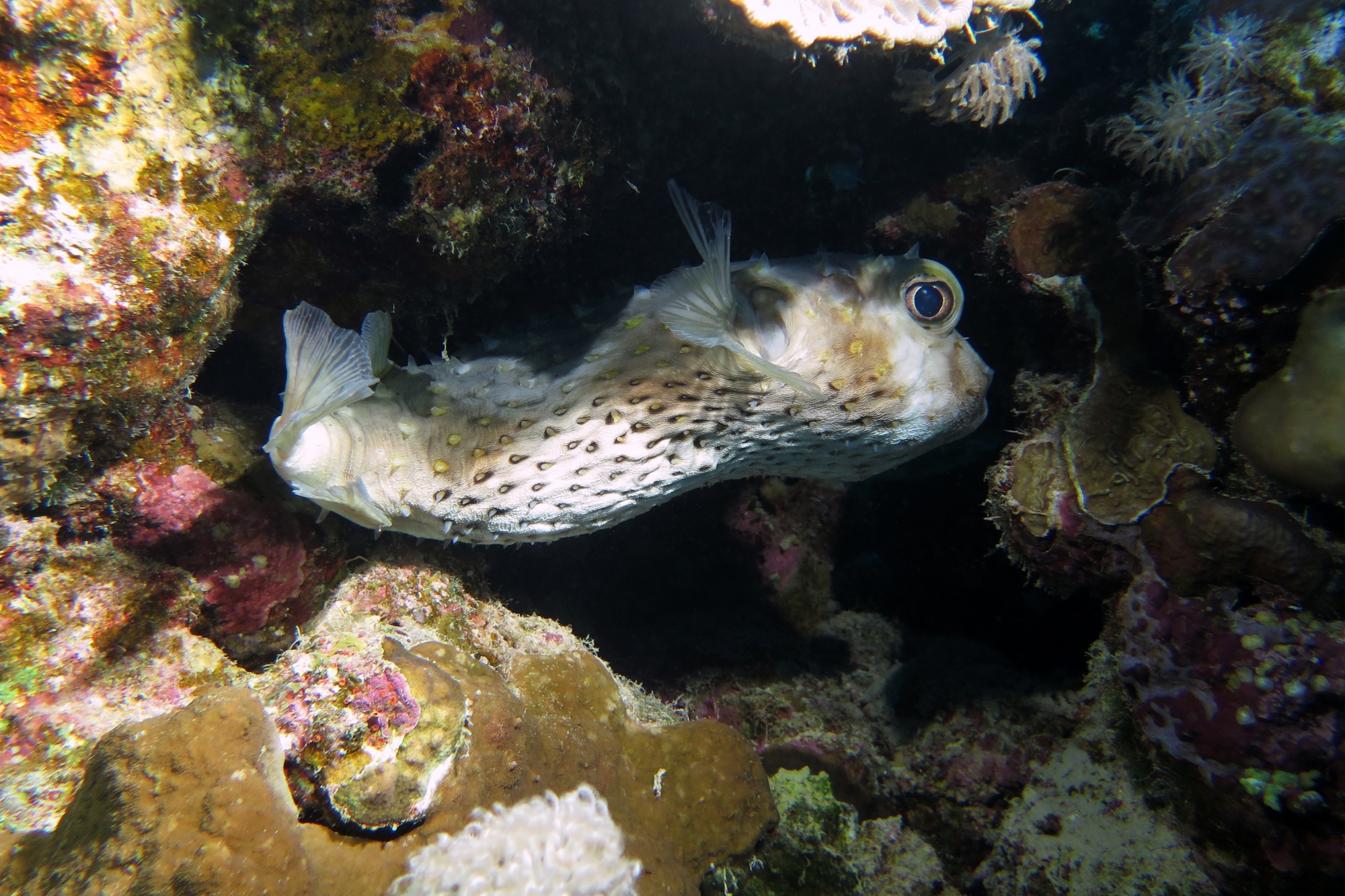 Cyclichthys spilostylus