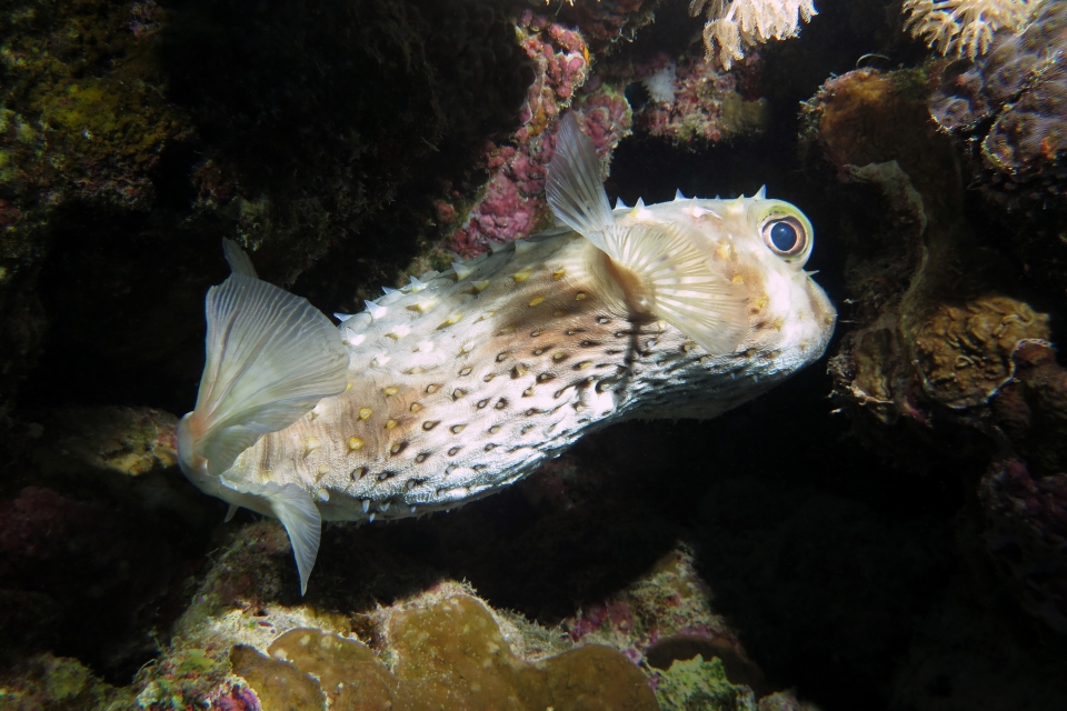 Cyclichthys spilostylus