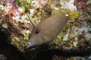 Cantherhines pardalis