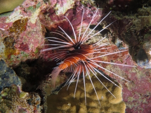 Pterois radiata