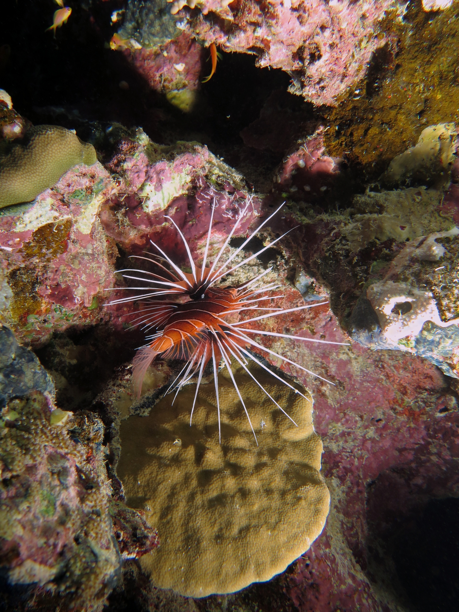 Pterois radiata