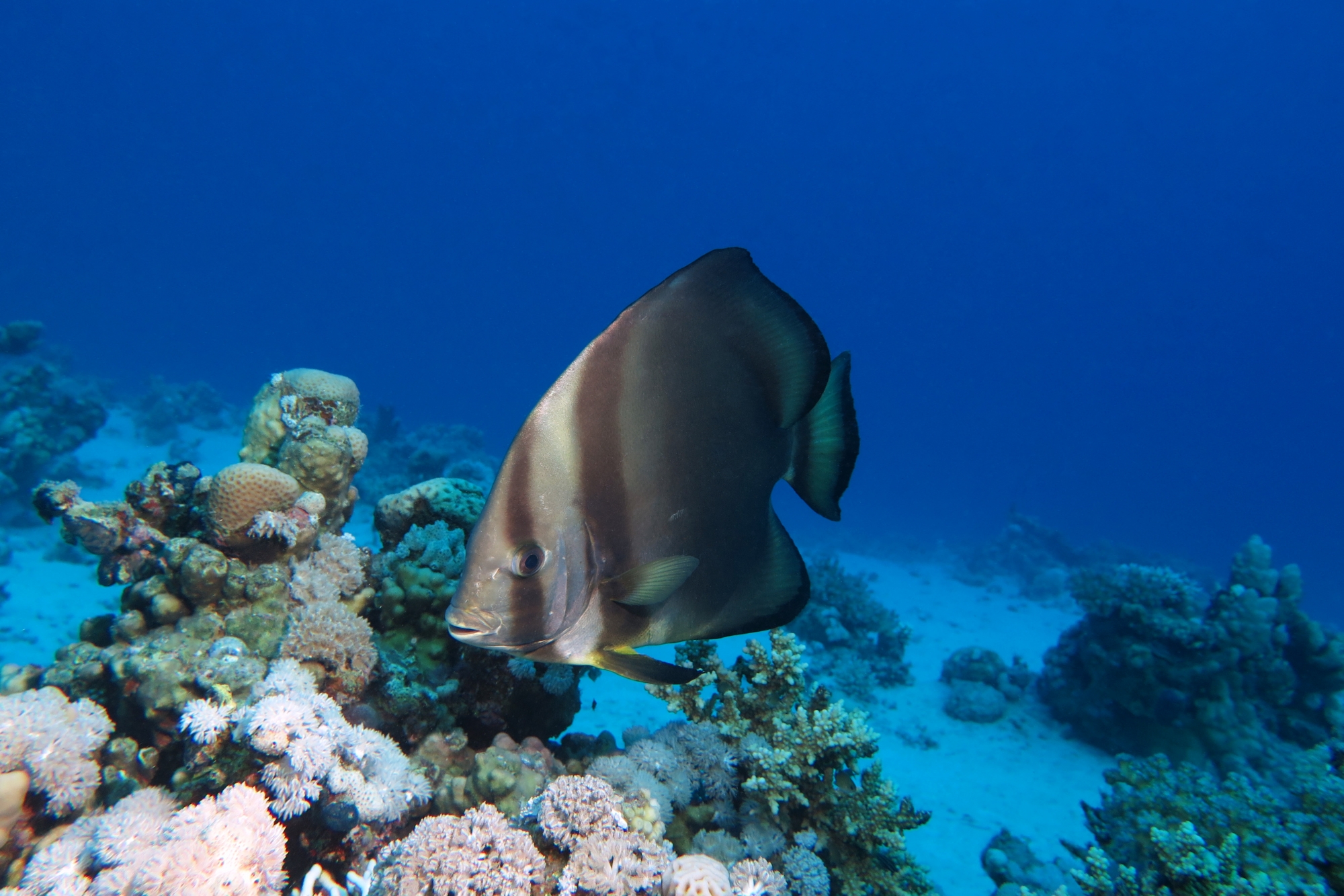 Platax orbicularis