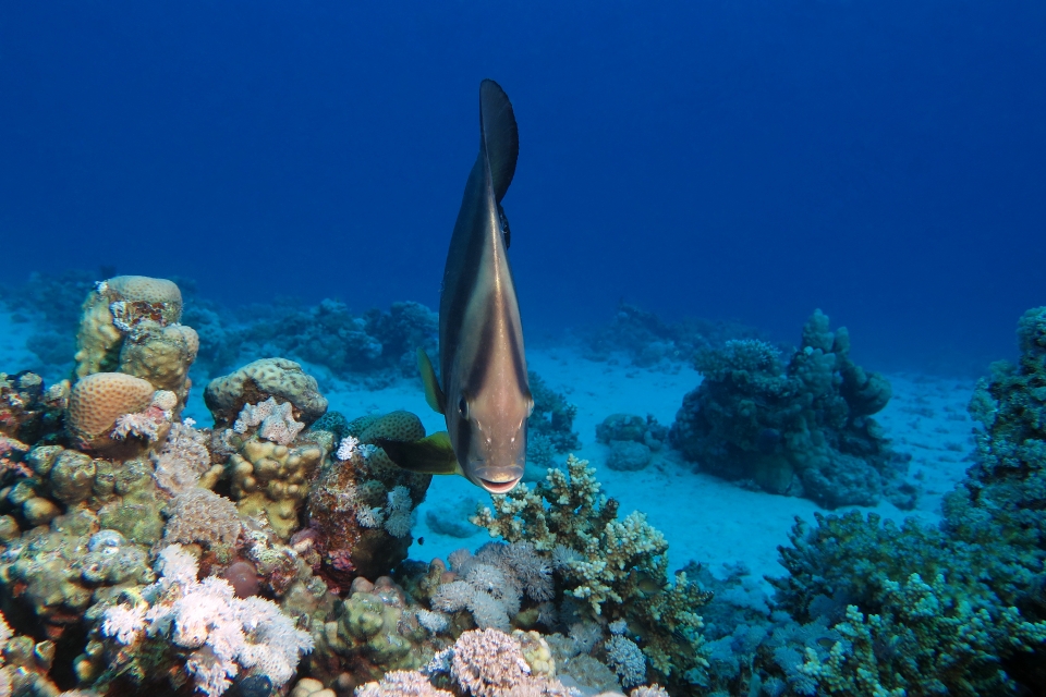 Platax orbicularis