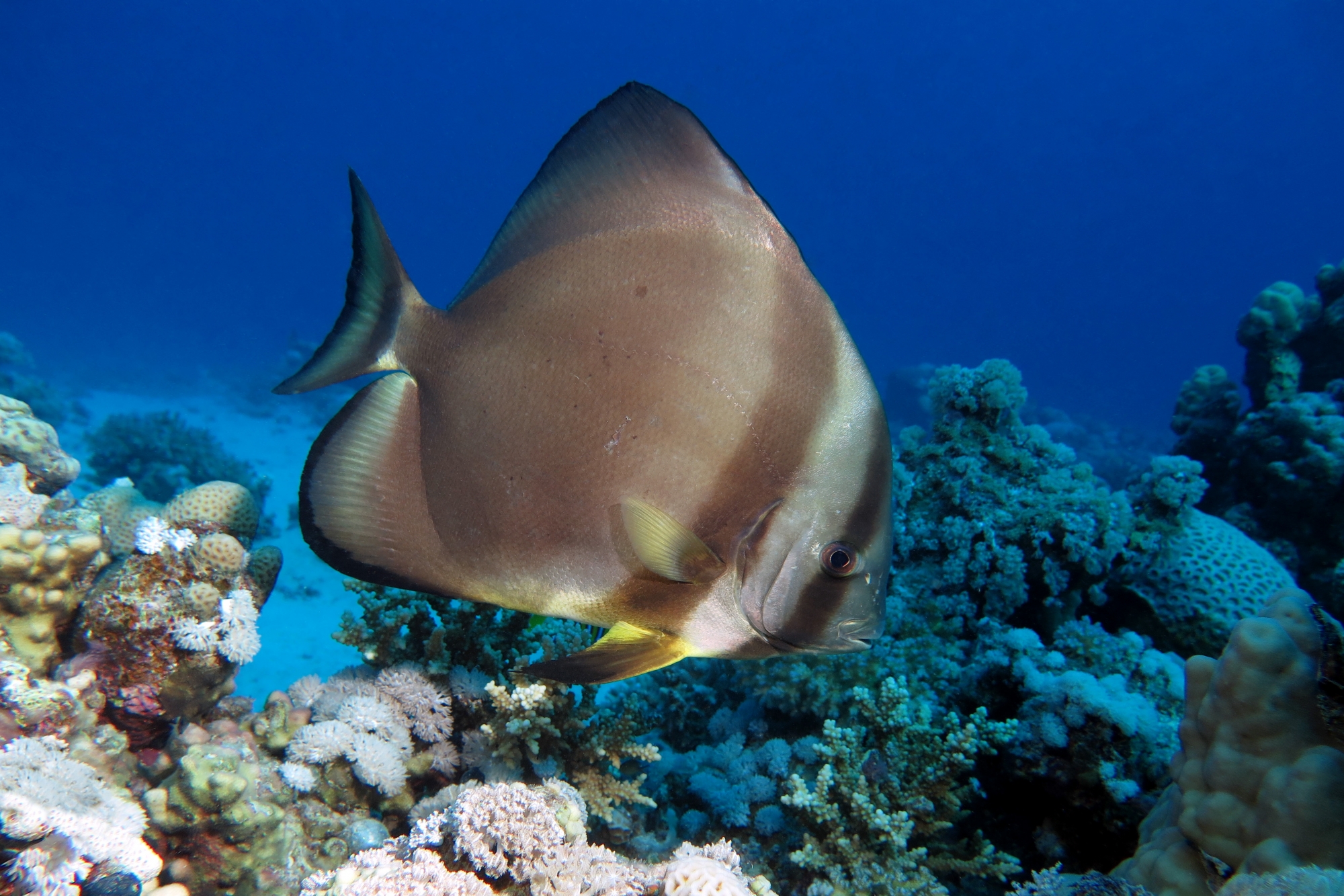 Platax orbicularis