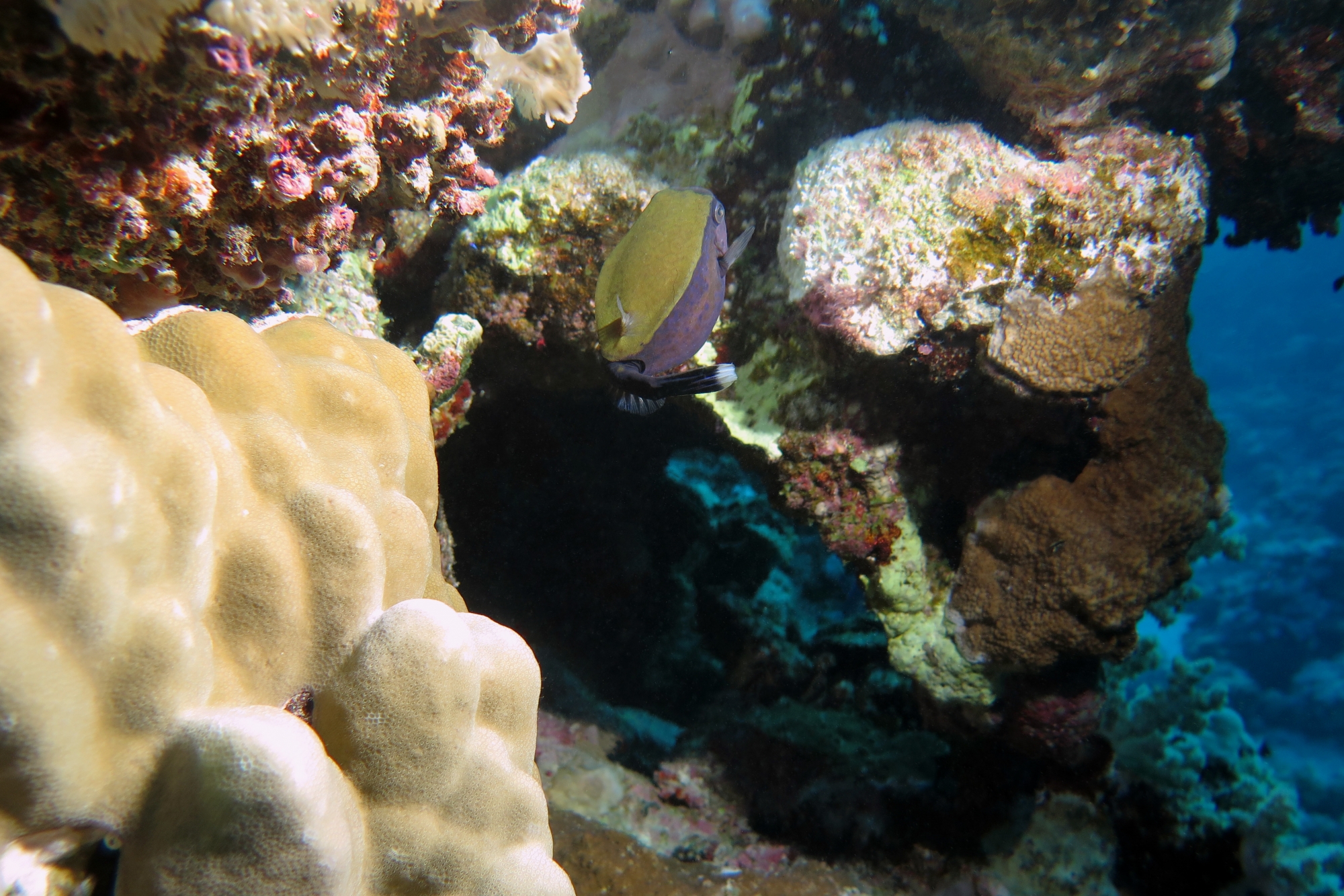 Ostracion cyanurus