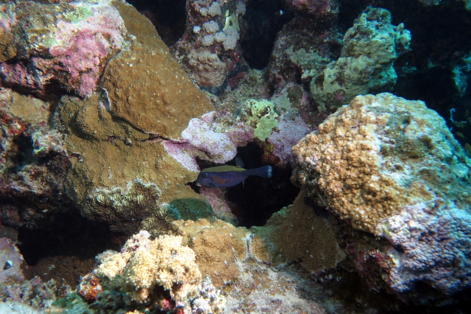 Ostracion cyanurus