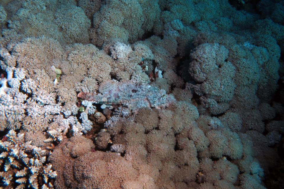 Scorpaenopsis oxycephala
