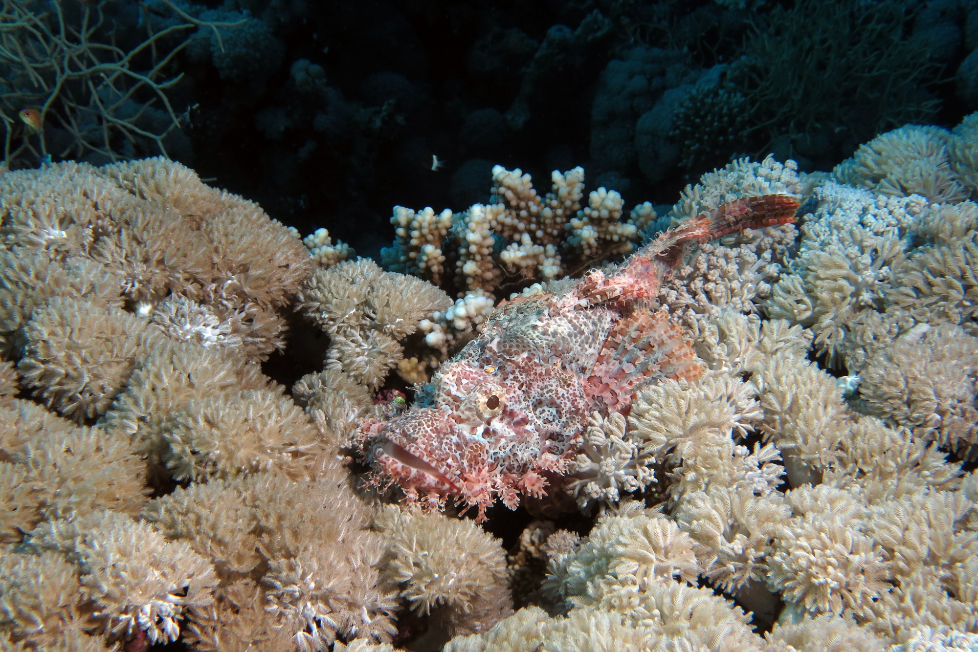 Scorpaenopsis oxycephala