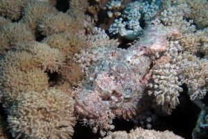 Scorpaenopsis oxycephala
