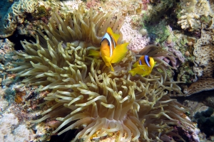 Amphiprion bicinctus, Heteractis crispa