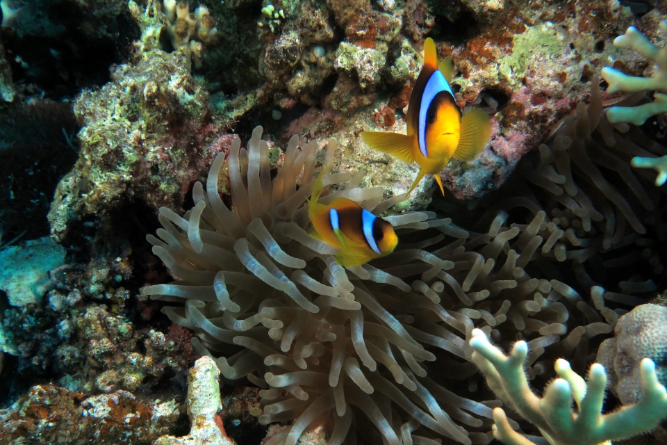 Amphiprion bicinctus, Heteractis crispa