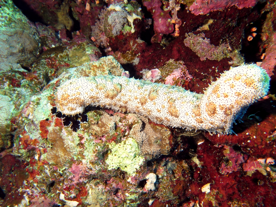 Pearsonothuria graeffei