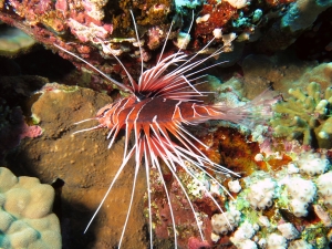 Pterois radiata