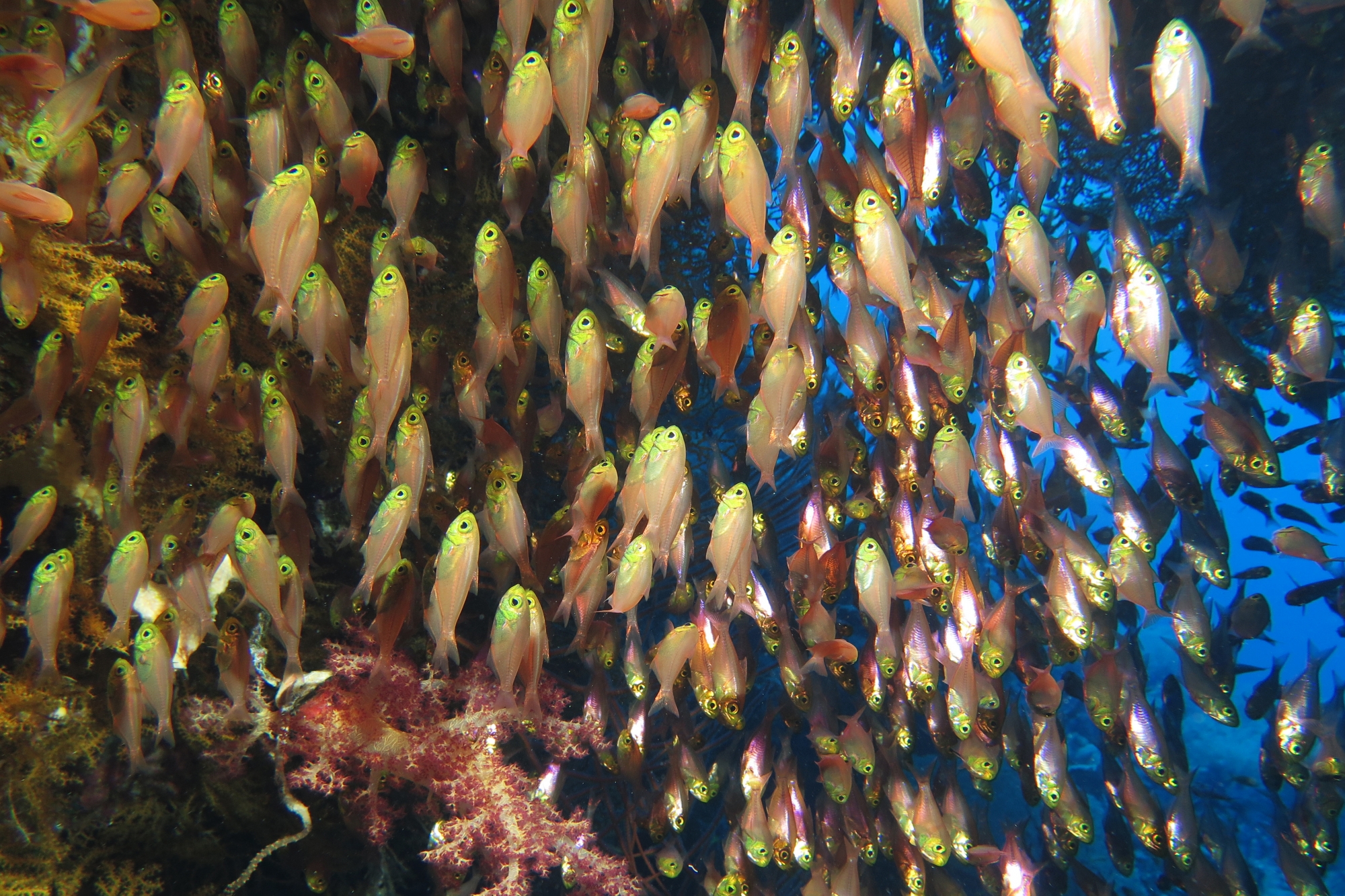 Parapriacanthus ransonneti